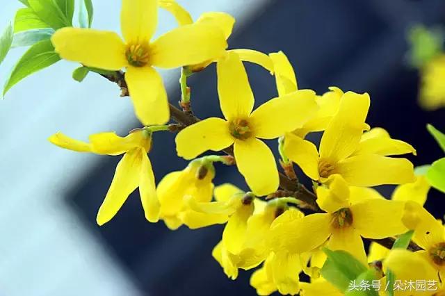 风水知识大全院子里的树,庭院里的植物风水禁忌