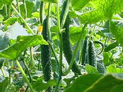 很多人不知道的黄瓜品种,黄瓜要想口感好选对品种很重要
