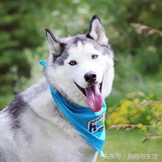 哈士奇西伯利亚俄罗斯,哈士奇西伯利亚雪橇犬