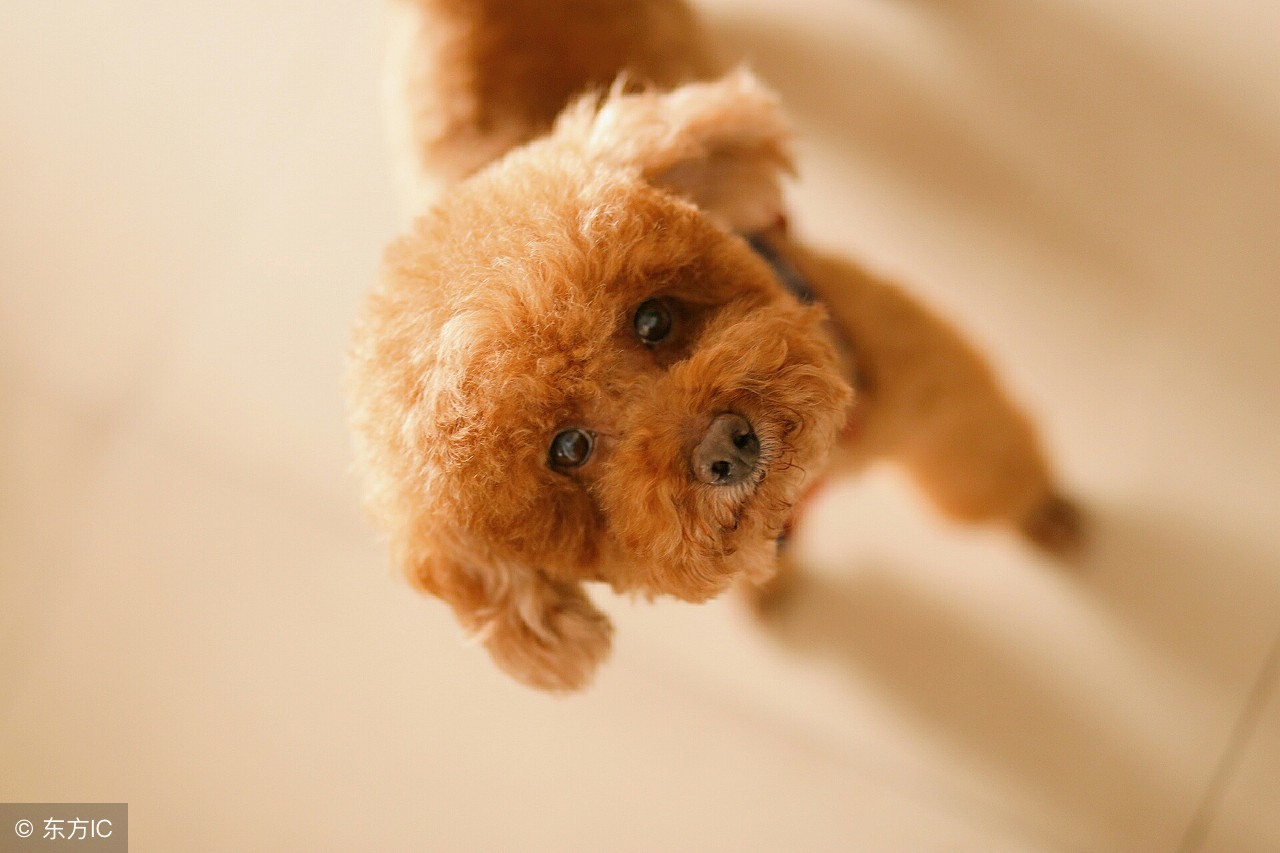 泰迪7岁了需要补充点什么营养,新手养泰迪幼犬要注意什么事项