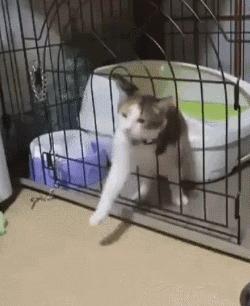 喵星人可是一个很神奇的物种,喵星人真的是一种神奇的物种