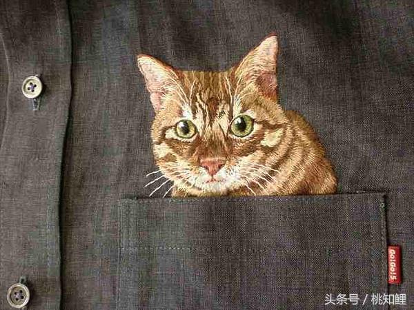 萌化了！网友上班带猫被误认为手机壳，简直是爆红的口袋猫同款