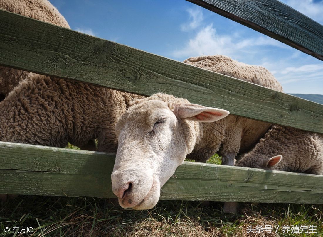冬季羊病怎么治,春天羊病怎么预防