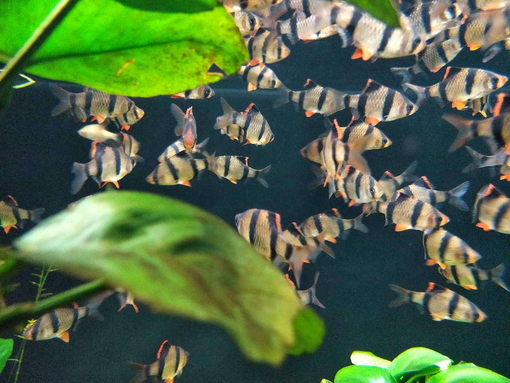 北京南到太平洋海底世界,走进太平洋海底世界视频