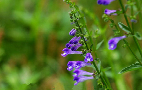 七八月份适合种植什么中药材,4月份可以栽植什么中药材