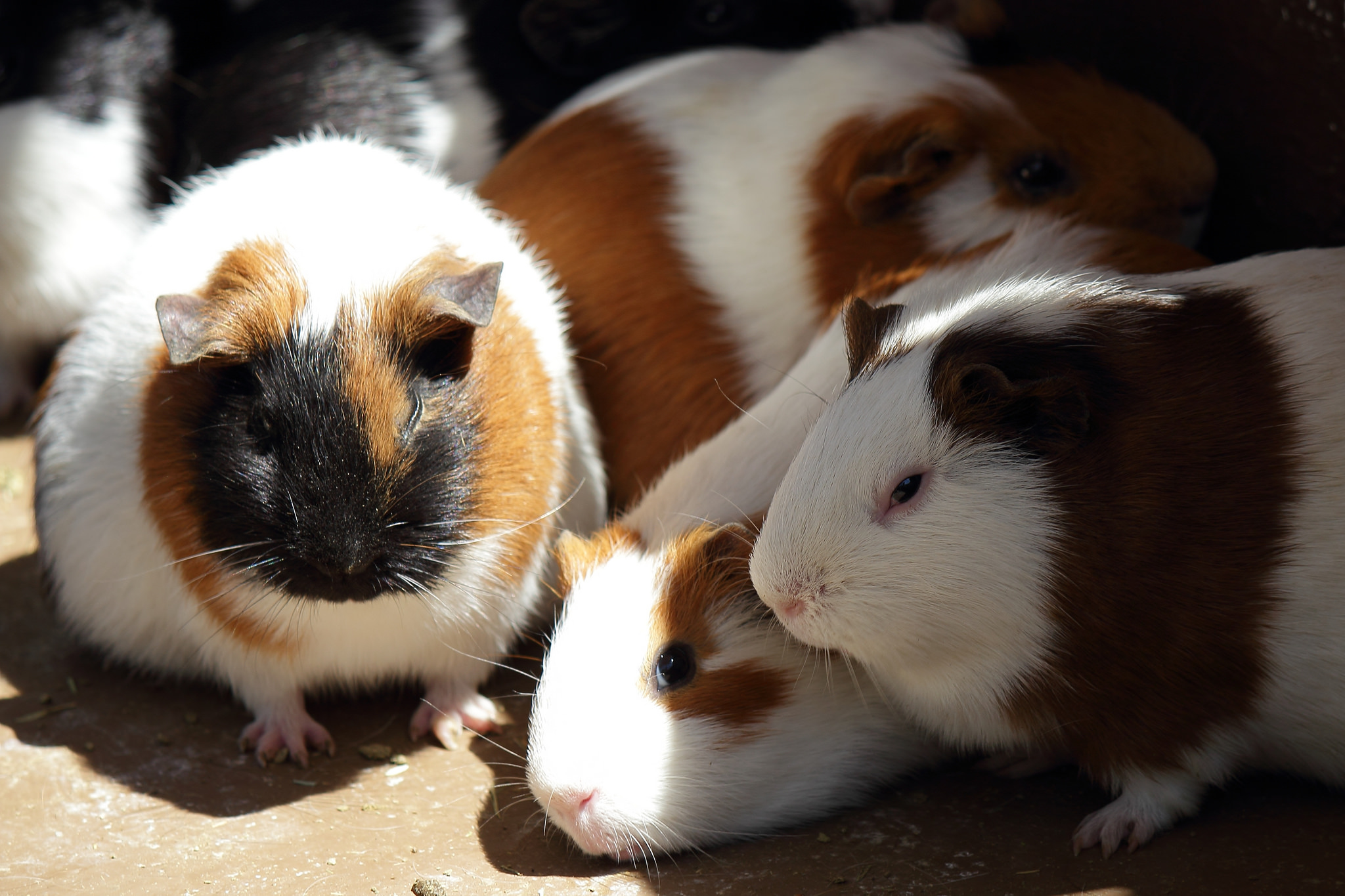 仓鼠必须要用磨牙棒吗,什么是仓鼠专门磨牙的