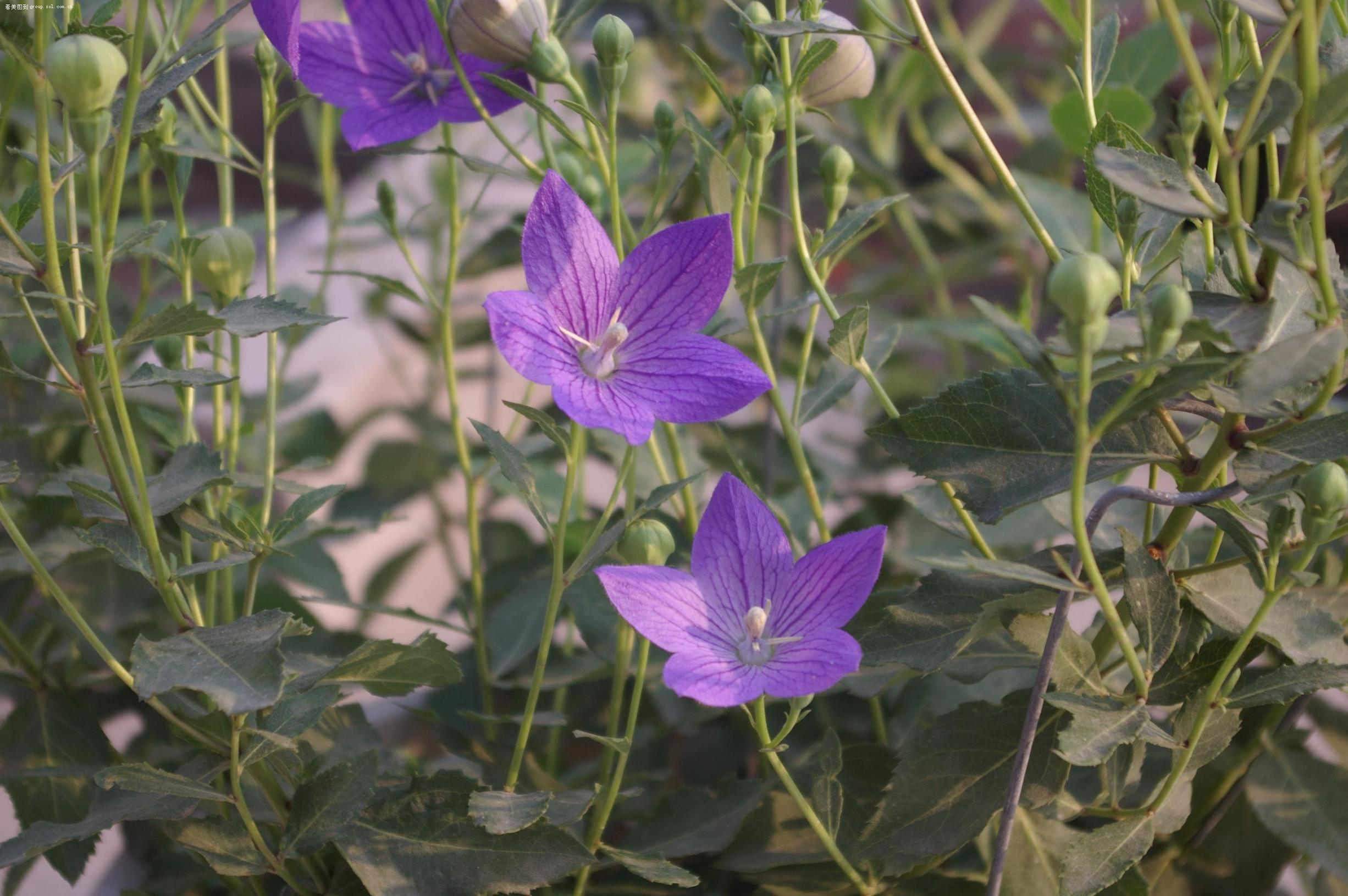 七八月份适合种植什么中药材,4月份可以栽植什么中药材