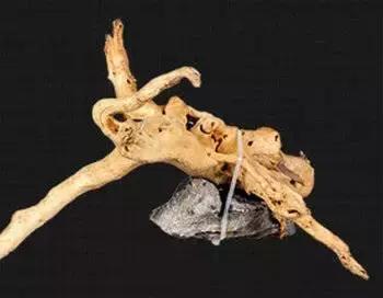 杜鹃根水草缸图片和视频,杜鹃根造景需要素材在哪里