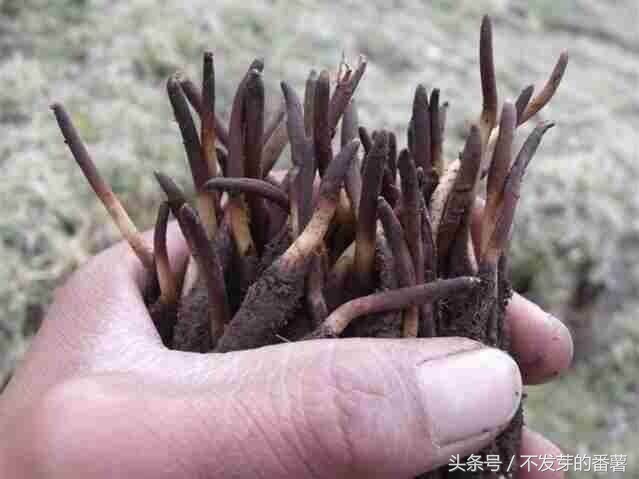 藏民采虫草视频,藏民挖虫草图片大全