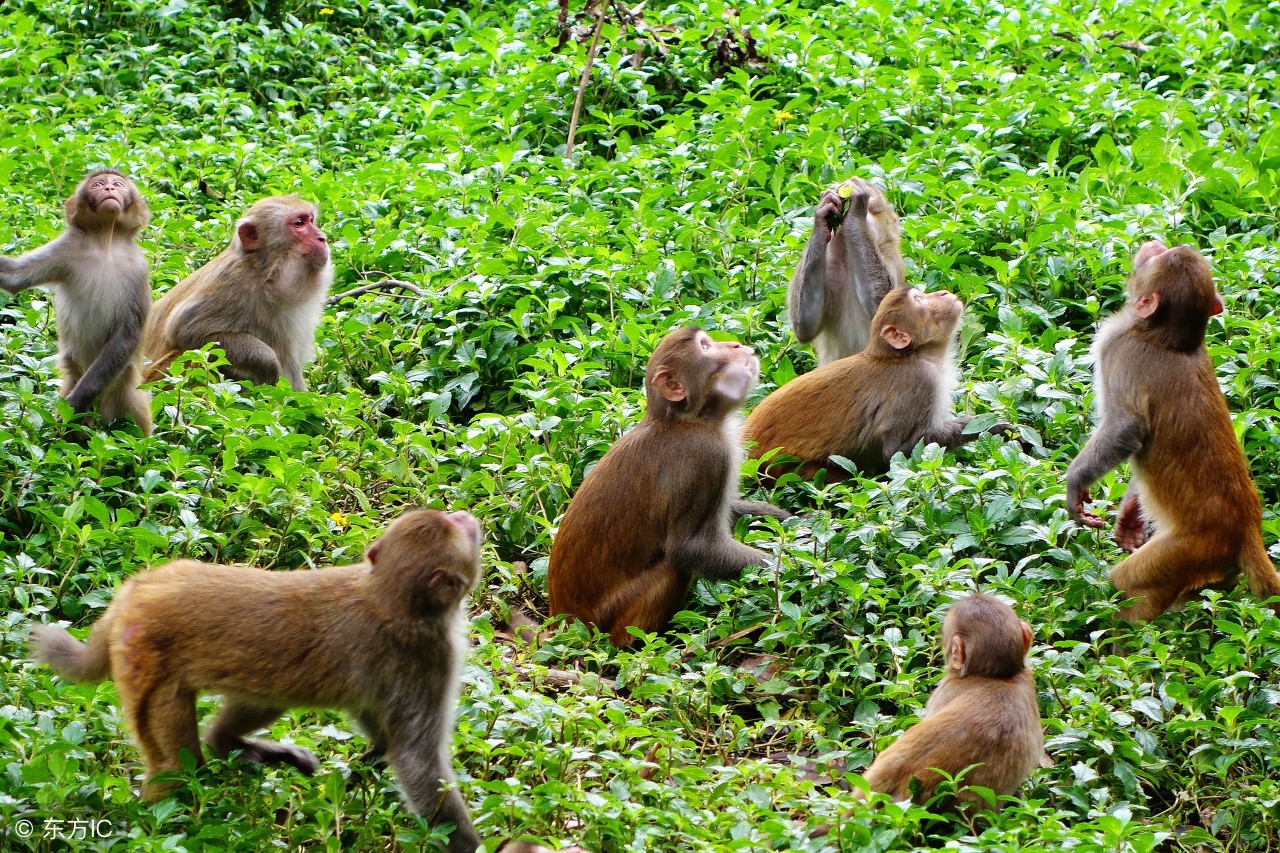 海南省陵水县南湾猴岛旅游景点,海南陵水南湾猴岛图