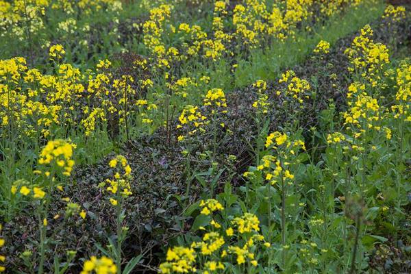 铁观音大师刘金龙,安溪铁观音大师刘金龙个人简介