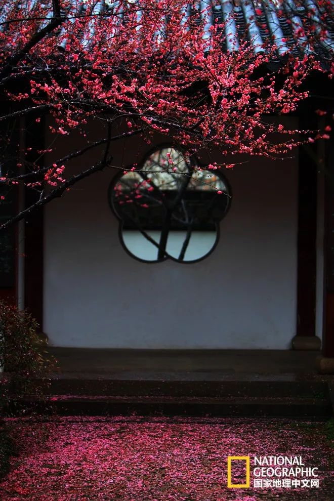 错过需再等一年！来南京看万株梅花海“淡粉宫妆”！