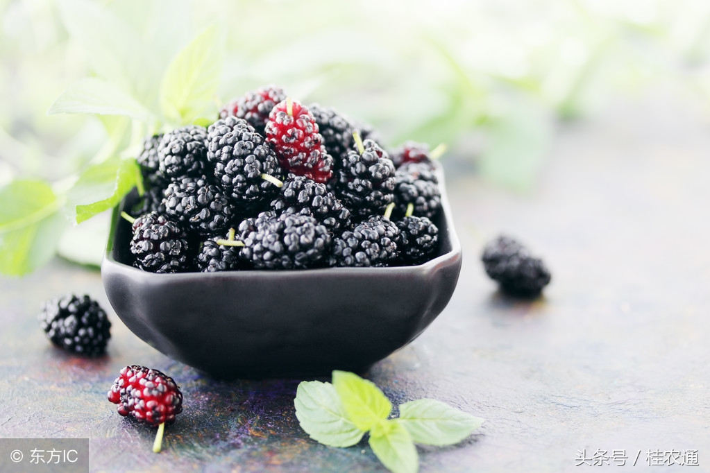 正在成熟的桑果有哪些,桑果熟了来采摘