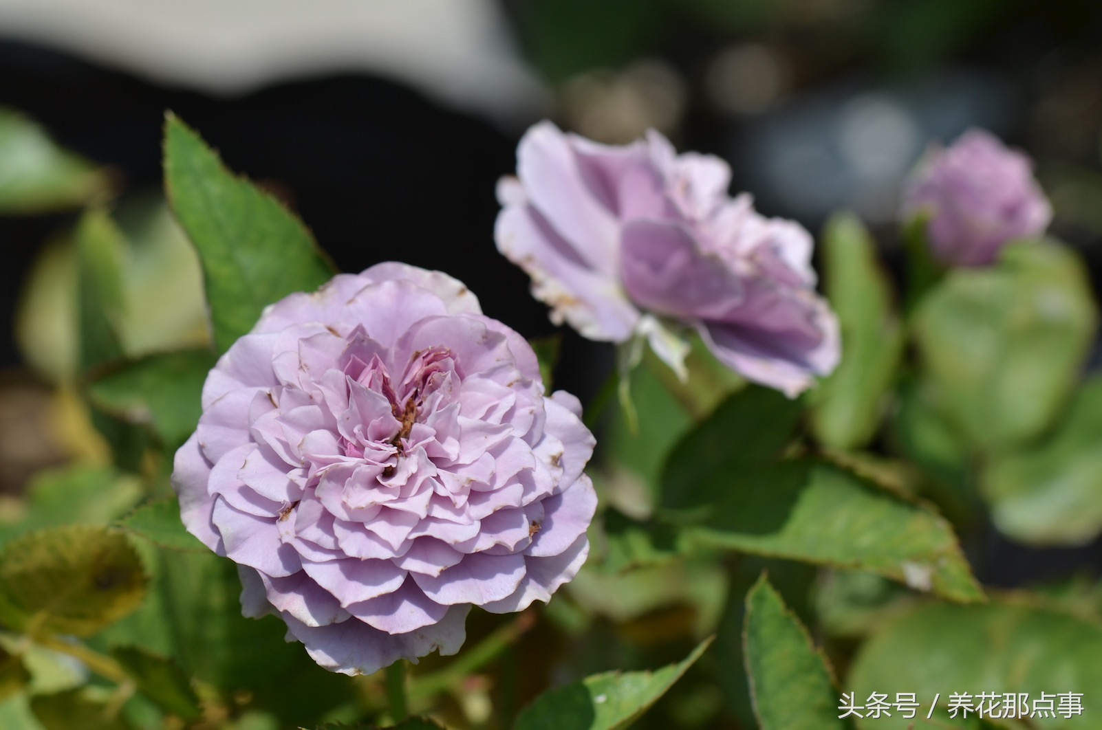 养月季必须知道的6个常识,月季怎么养才能爆盆和爬满墙