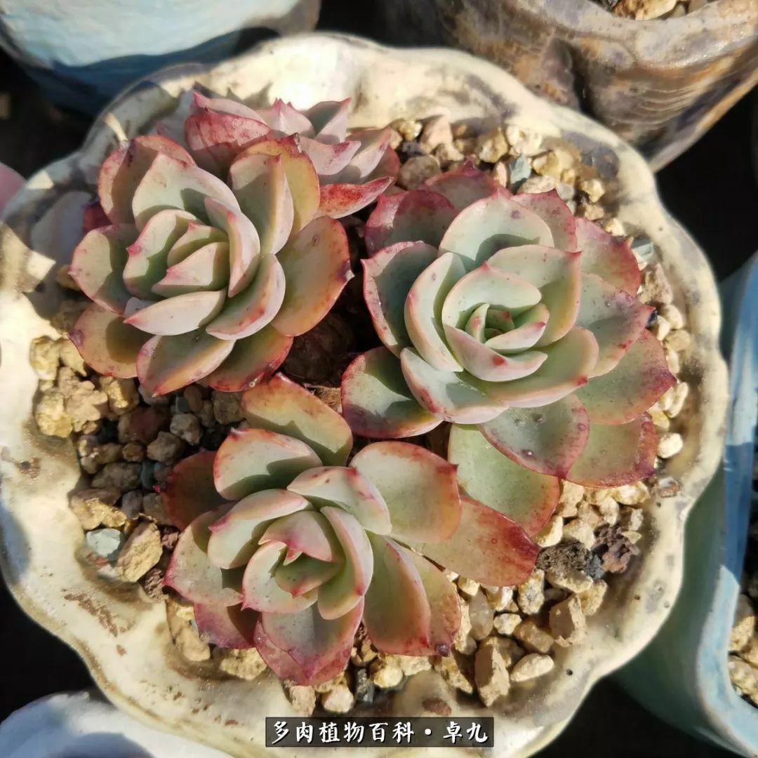 养多肉你遇到的奇葩事,养多肉的男士