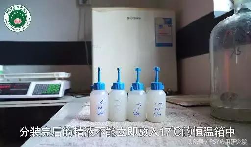 猪精子的稀释怎么算,猪精子稀释计算