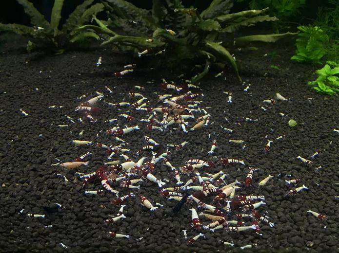 水晶虾注意事项,水晶虾的100个常识