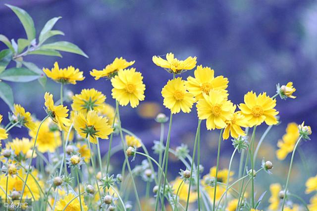 三月的青春,青春如三月春光