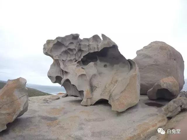 「白兔堂」可能只有不到10%的游客在澳洲玩到了这些！你玩对了吗？