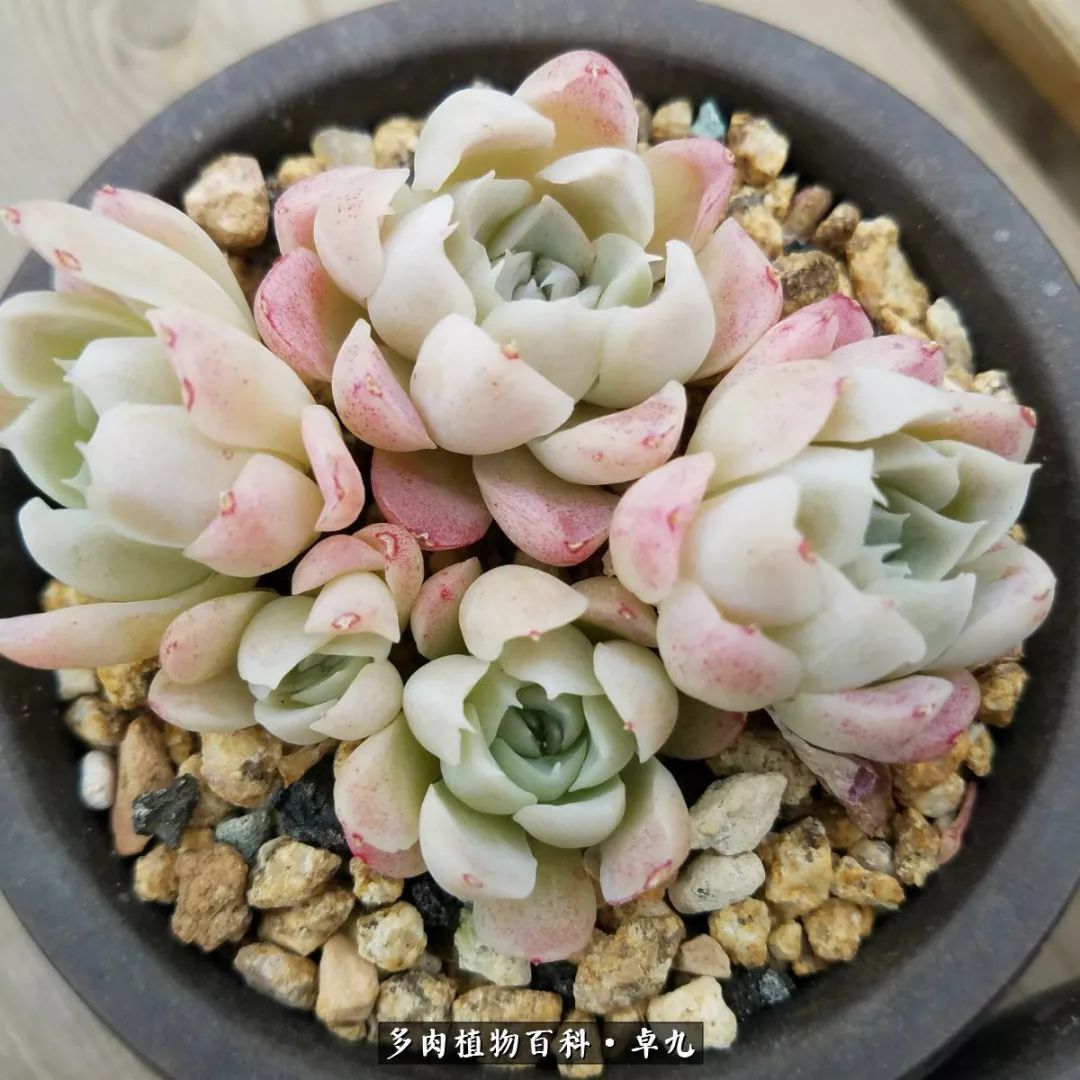 养多肉你遇到的奇葩事,养多肉的男士