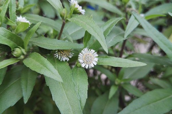 农村常见100种野花图片及名称,农村常见的50种野花名字