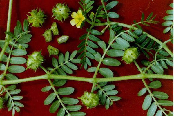 农村常见100种野花图片及名称,农村常见的50种野花名字