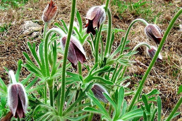 农村常见100种野花图片及名称,农村常见的50种野花名字