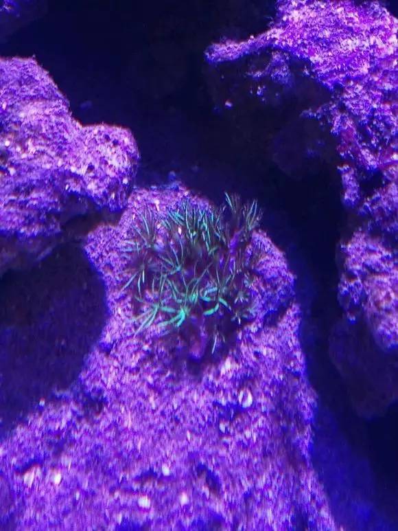 海缸变乳白色,海缸从褐藻变绿藻