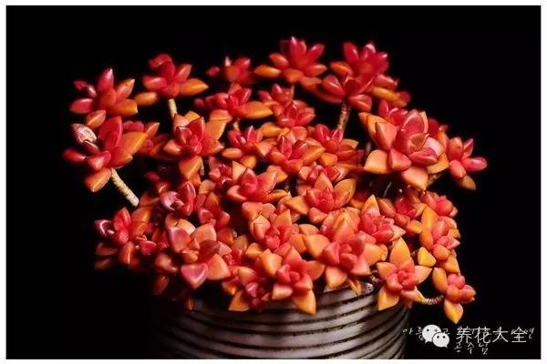 必看|台湾是中国的,多肉是世界的!