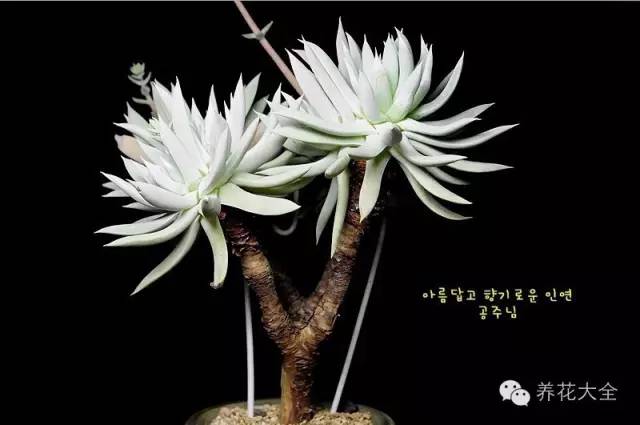 必看|台湾是中国的,多肉是世界的!