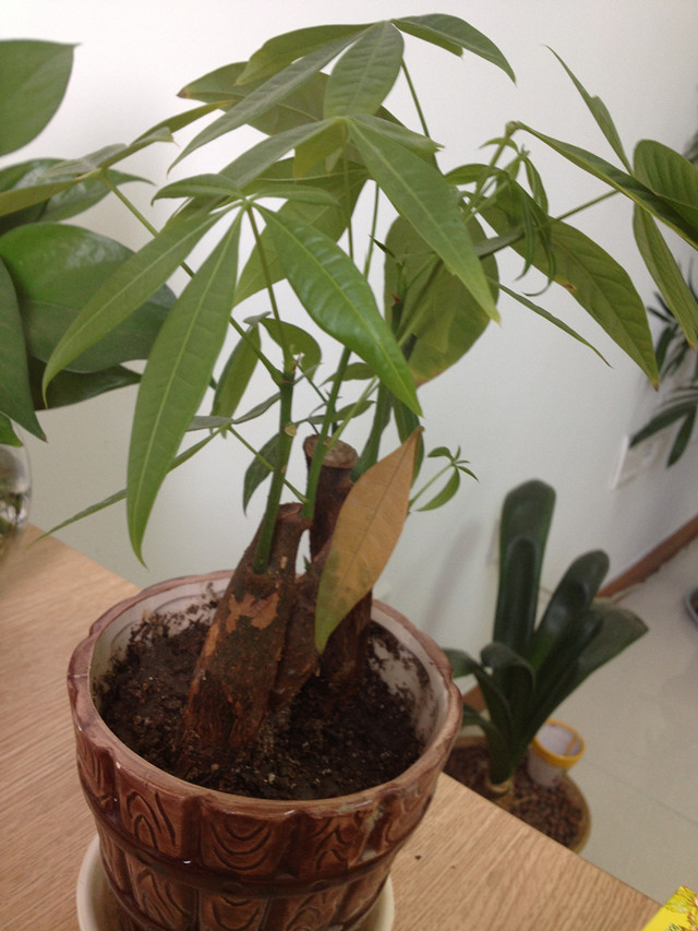 发财树的养殖方法与注意事项,发财树养殖方法和注意事项有哪些