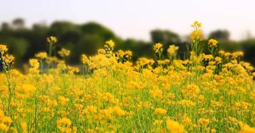 沈阳长白岛油菜花好去处,沈阳北陵区油菜花海