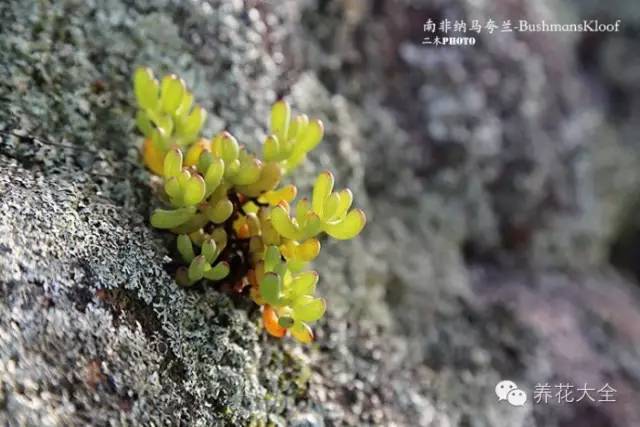 必看|台湾是中国的,多肉是世界的!
