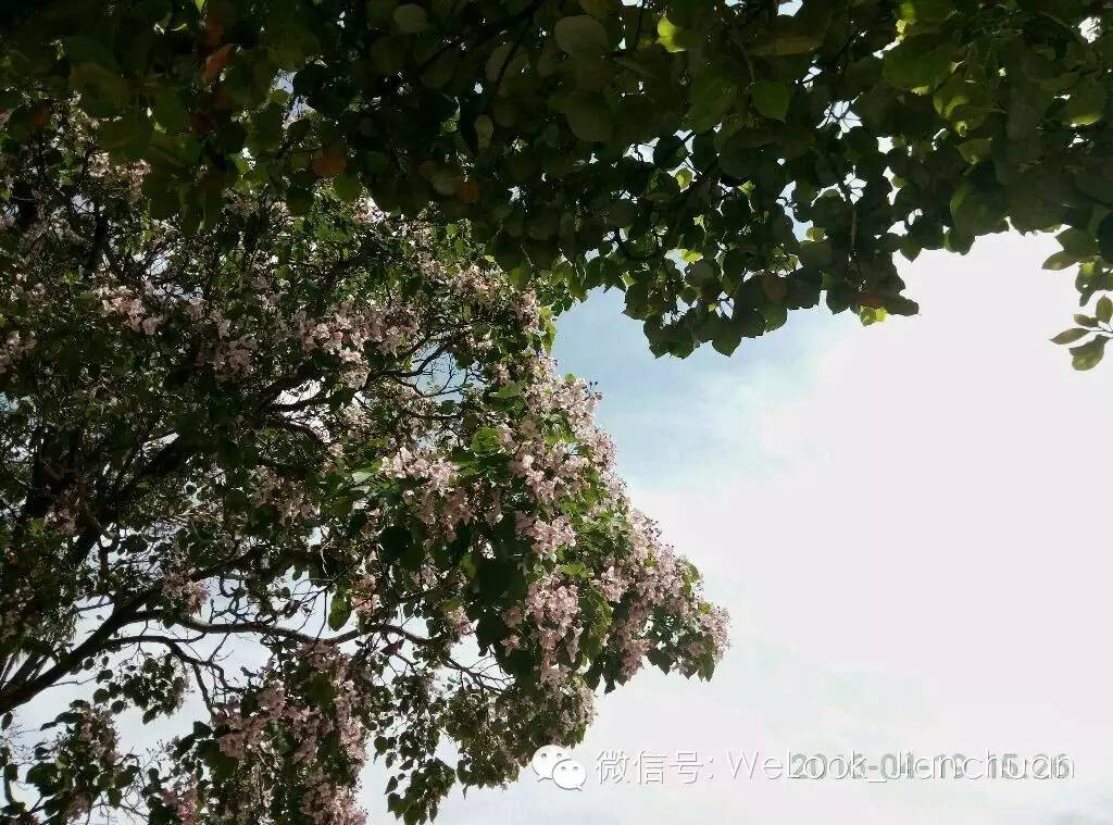 大理剑川有几个镇,大理剑川县朱柳村