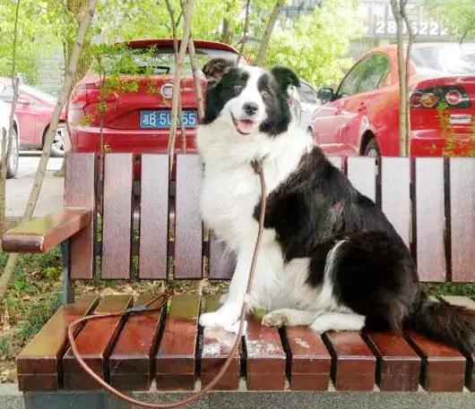 狗是唯一喜欢你的生物,狗是唯一爱主人胜过爱自己的动物