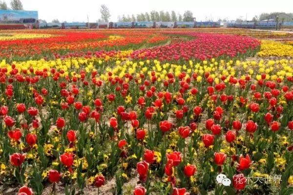 花海的盈利模式,花海经济效益