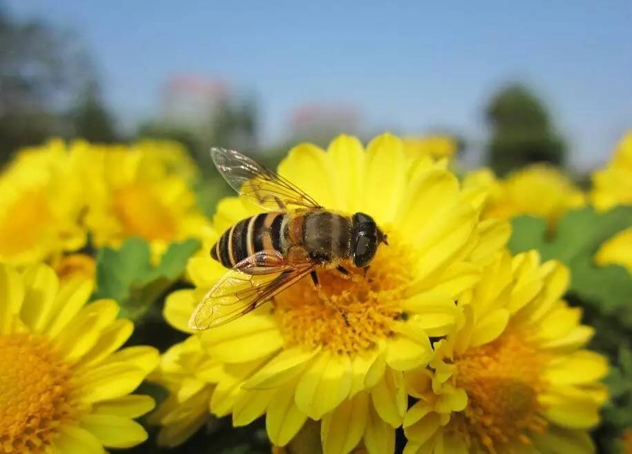 赞美蜜蜂采蜜的古诗,蜜蜂辛苦采蜜古诗词
