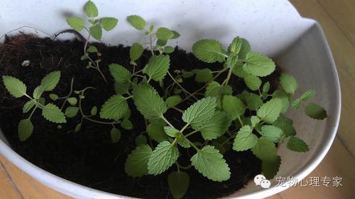 养猫新手入门必知猫薄荷,猫薄荷栽培方法有哪些