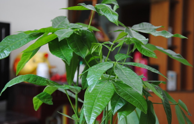 富贵竹水培发财树的养殖方法,水培发财树的叶子黄养殖方法