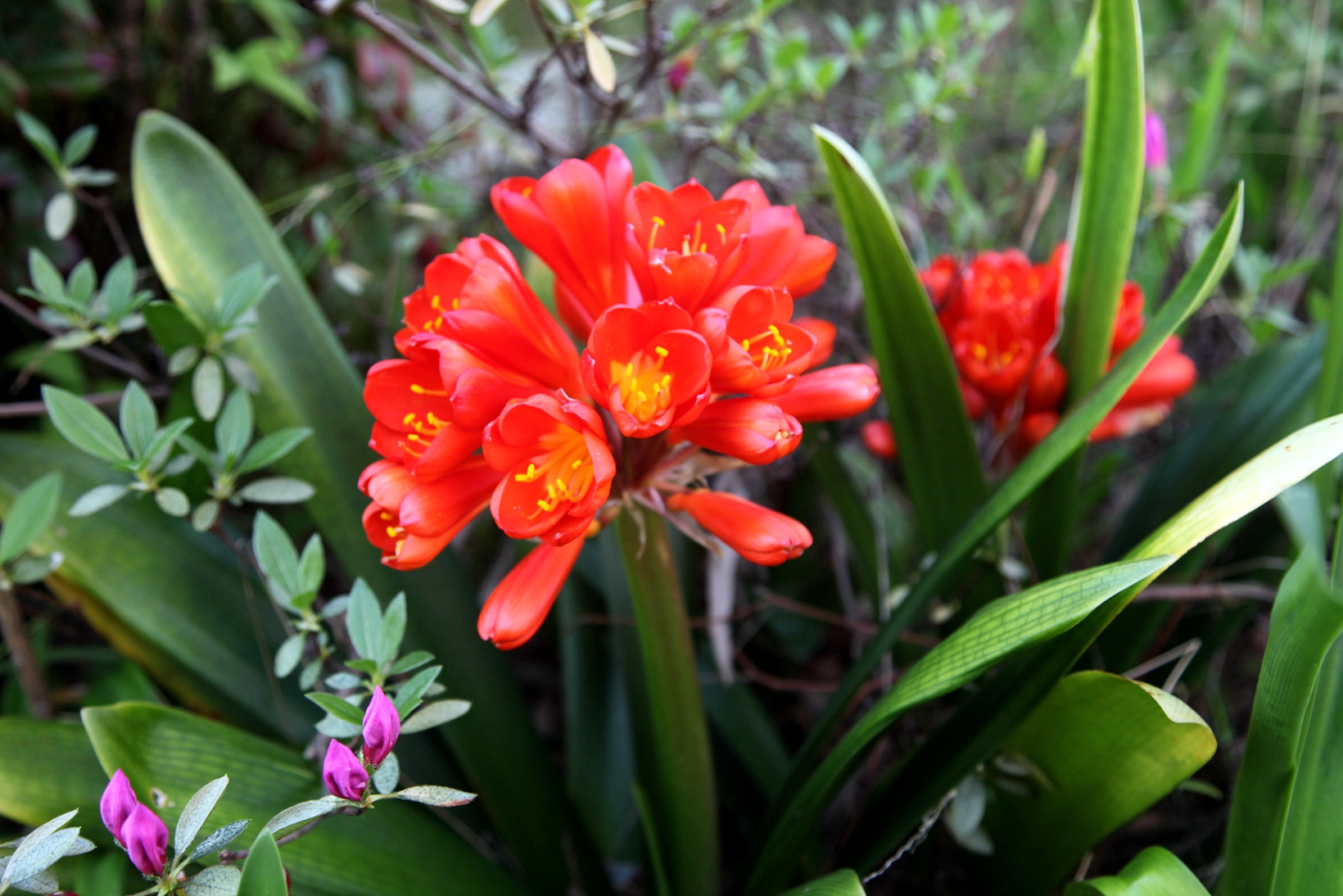兰花玉肌翠骨、纯朴雅丽。
