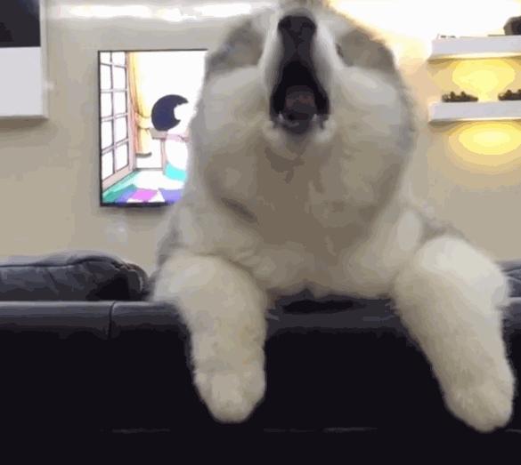 终点就在眼前！懒懒哈士奇却用“毛毛虫蠕动法”过去