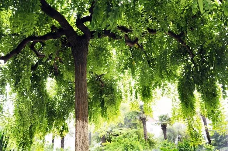 关于绿槐的诗文,绿槐阴最厚全诗