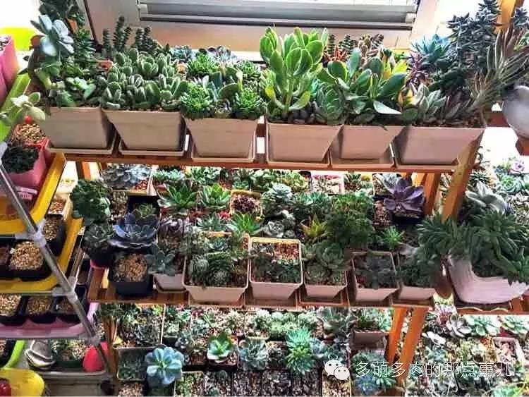 多肉植物能不能晒太阳,多肉怎么晒太阳能晒伤