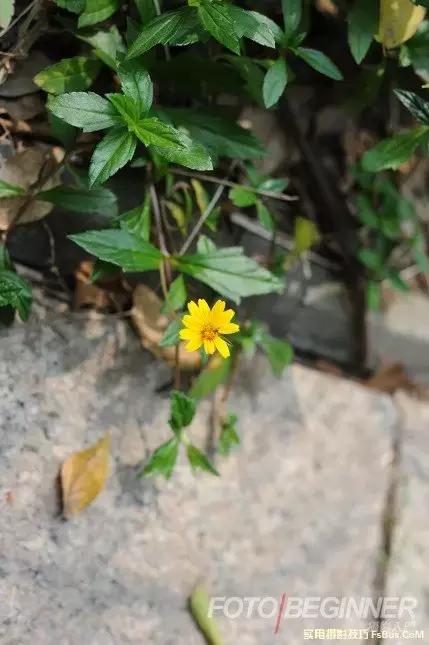 如何拍出浅景深唯美儿童照片,小光圈拍出浅景深