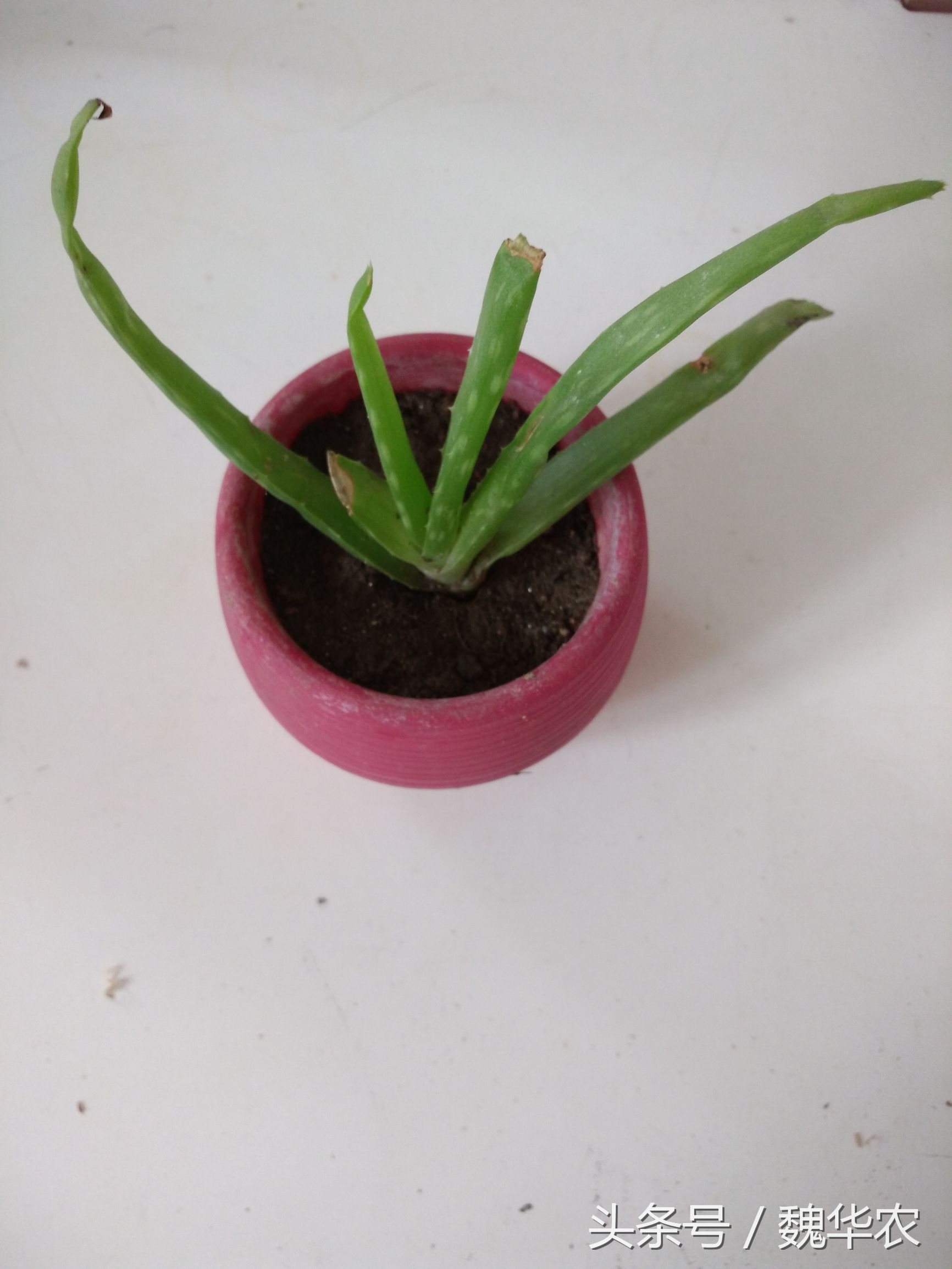 芦荟叶子有红点是什么原因,芦荟叶片出现褐色斑点