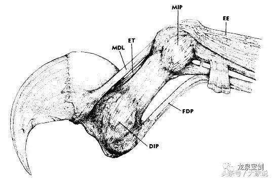 最具杀伤力的近身冷兵器,近身最强格斗兵器