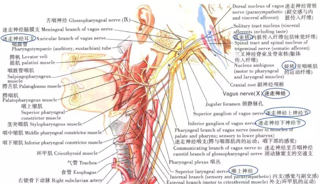没对着人骨熬过夜，都不好意思说自己学过解剖学