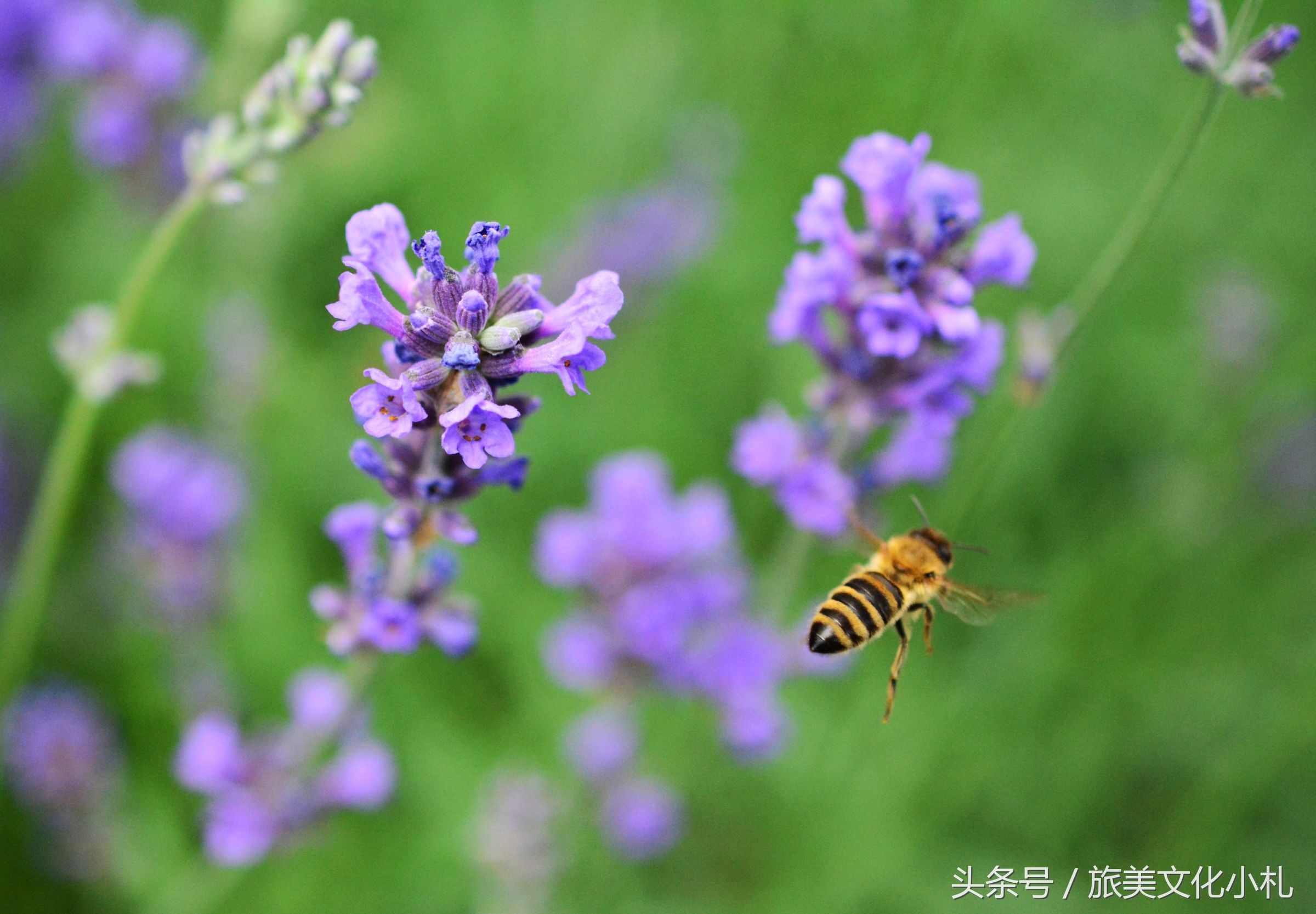 薰衣草花语代表爱情,衣草的花语是等待幸福