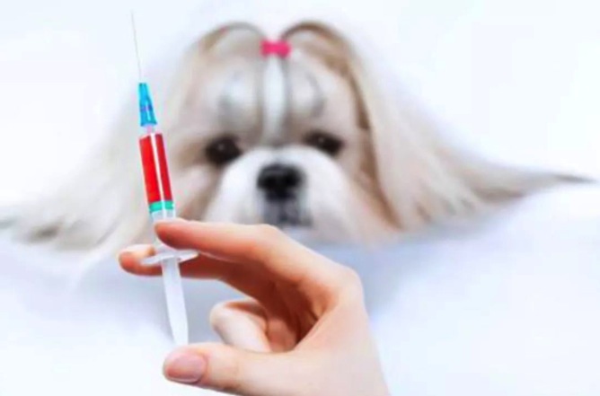 汪星人感冒了会怎样,汪星人最怕什么刑罚