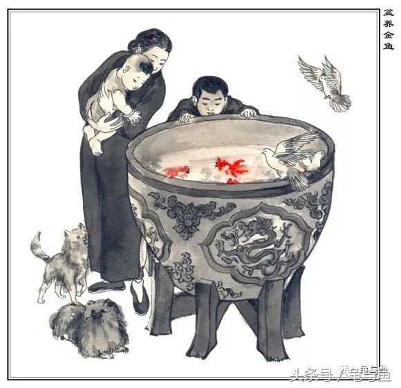 古法养鱼能养锦鲤吗,古法养鱼全过程视频